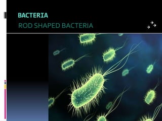 BACTERIA 
ROD SHAPED BACTERIA 
 
