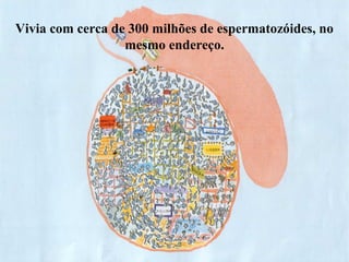 Vivia com cerca de 300 milhões de espermatozóides, no
mesmo endereço.
 