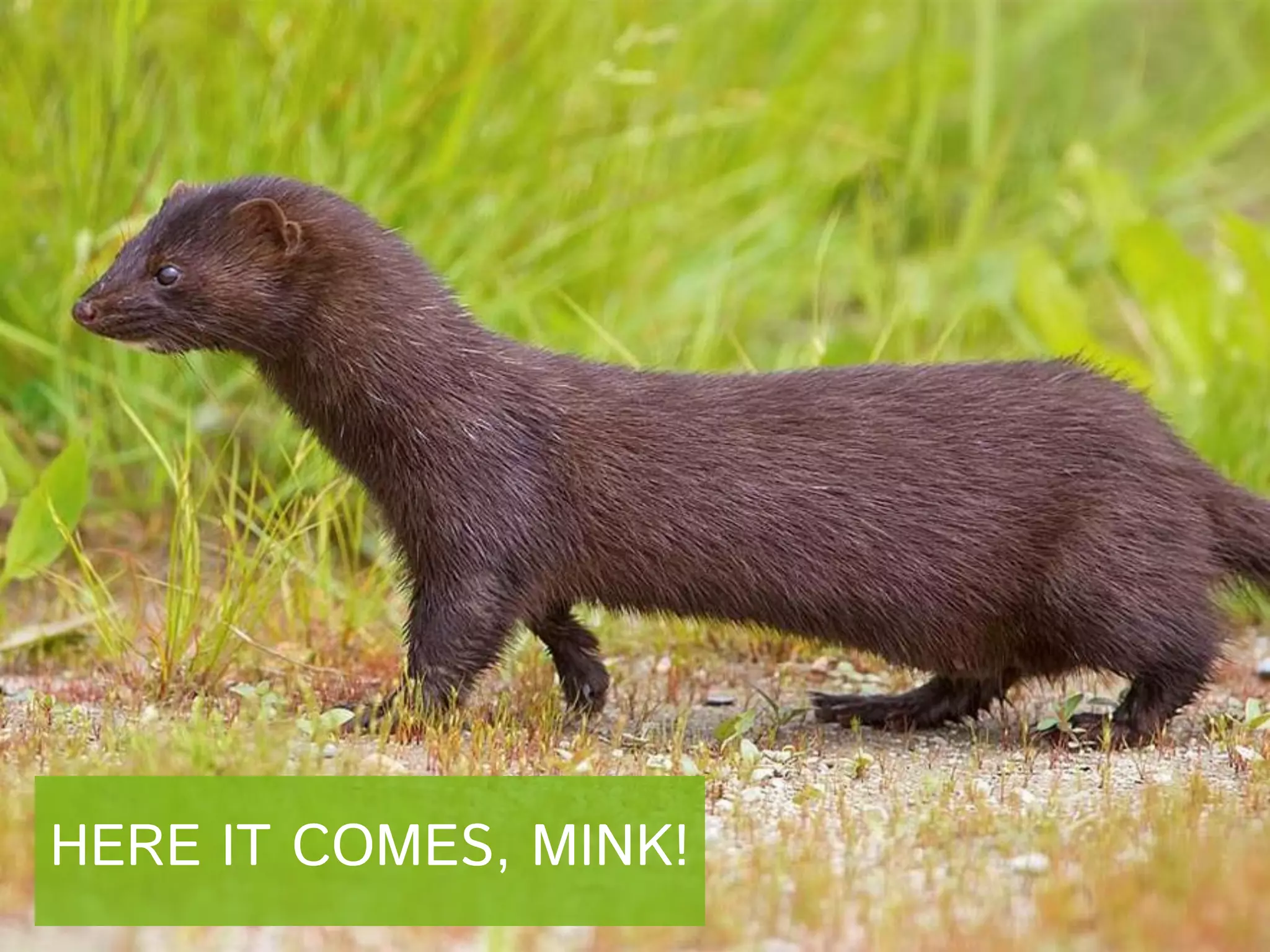 HERE IT COMES, MINK!

 