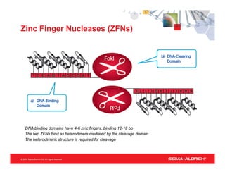 Zinc Finger Nucleases (ZFNs)




• DNA binding domains have 4-6 zinc fingers, binding 12-18 bp
• The two ZFNs bind as heterodimers mediated by the cleavage domain
• The heterodimeric structure is required for cleavage
 