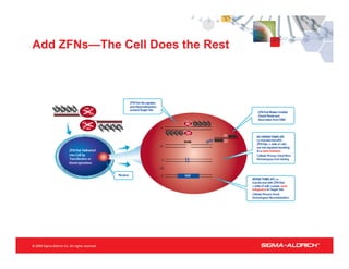 Add ZFNs—The Cell Does the Rest
 