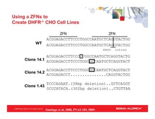 Using a ZFNs to
Create DHFR-/- CHO Cell Lines




              Santiago et al, 2008, PNAS 105, 5809.
 