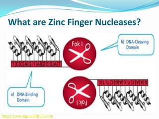 ZINC FINGER NUCLEASE TECHNOLOGY | PPTX