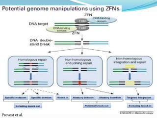 ZINC FINGER NUCLEASE TECHNOLOGY | PPTX