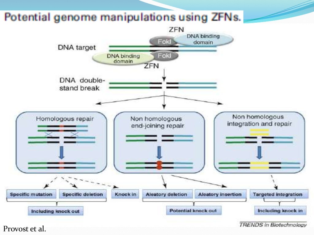ZINC FINGER NUCLEASE TECHNOLOGY