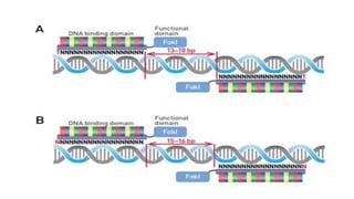 Tale Protein Structure ZFNsand TALEs Proteins.pptx