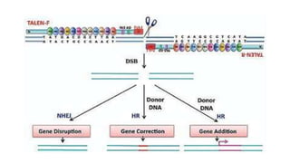 Tale Protein Structure ZFNsand TALEs Proteins.pptx