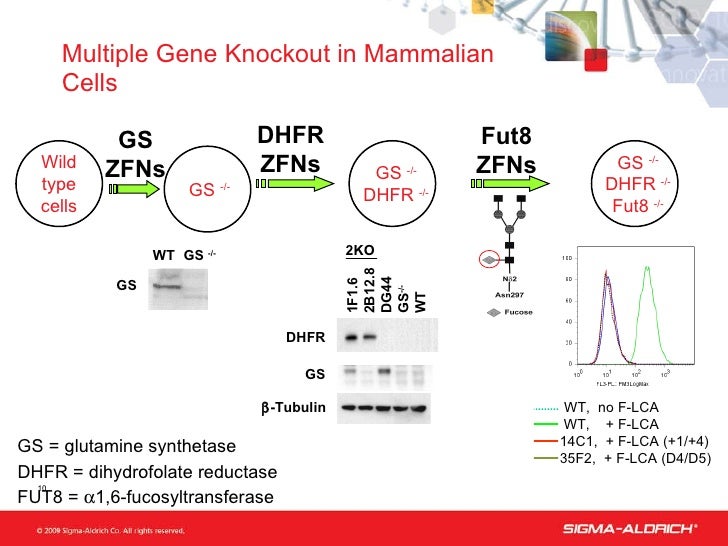 Cho Dhfr System Amplification Using CHO Cell Expression Vectors cho-dhfr-system-amplification-using-cho-cell-expression-vectors