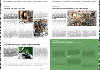 Erläuterung
Mit den Zahlen vor den Artnamen bezeichnen
Tiergärtner die Anzahl männlicher (vor dem
Komma) und weiblicher (nach dem Komma)
Individuen. Die dritte Zahl gibt die Anzahl
von Tieren unbekannten Geschlechts an.
0,1 Klippschliefer; 2,0,2 Braunborsten-Gürteltier;
1,0 Nördliches Spitzhörnchen; 3,1 Kikuyu-Guereza
KIGOMA, NAKURU, THEMBANI & LISHA;
1,0 Westlicher Flachlandgorilla TANDU;
0,1 Wüstenschläfer; 0,1 Goldstachelmaus;
4,3,2 Ägyptische Stachelmaus; 3,0 Australische
Schwimmratte; 1,1 Eurasische Zwergmaus;
1,0 Mara; 3,3 Gundi; 0,0,37 Brillenblattnase;
1,0 Sumatra-Tiger IBAN; 0,1,1 Südafrikanischer
Zwergseebär; 0,1 Netzgiraffe CHIRA
ZUGÄNGE
1,0 Nördlicher Streifenkiwi MANU (Thüringer
Zoopark Erfurt); 1,0 Kongopfau (Zoo Antwerpen/B);
0,1 Kea (Zoo Beauval/F); 0,1 Furchenschnabel-
Bartvogel (Zoo Zürich/CH); 0,1 Montserrat-Trupial
(Zoo Zürich/CH); 0,1 Purpurtangare (Zoo Zürich/CH);
2,2 Kowari (Zoo Leipzig; Zoo Bristol/UK); 1,0 Quoll
(Zoo Leipzig); 0,1 Asiatischer Löwe ZARINA (Zoo
Paignton/UK); 1,0 Erdmännchen DURBY (Zoo
Augsburg)
ABGÄNGE
0,1 Hammerkopf (Lisieux Zoo/F); 1,0 Gaukler
(Whipsnade Zoo/UK); 0,1 Sonnenralle (Zoo Paris/F);
1,0 Schwarznacken-Flaumfußtaube (Zoo London/
UK); 0,3 Wiedehopf (Parc des Oiseaux, Villars les
Dombes/F); 1,0 Kolkrabe (privat); 1,1 Gouldamadine
(privat); 1,0 Ultramarinbischof (Zoo Zürich/CH);
1,0 Quoll (Zoo Leipzig); 0,1 Kurzohr-Rüsselspringer
(Zoo Augsburg); 1,2 Eurasische Zwergmaus
(Vogelpark Herborn); 1,0 Riesenborkenratte (Zoo
Wroclaw/PL); 0,1 Sumatra-Tiger BERANI (Zoo
Augsburg); 1,2 Alpaka (Veszprem Zoo/HU); 1,0
Kleinkantschil (Ouwehands Dierenpark, Rhenen/NL);
1,0 Netzgiraffe JENGO (Zoological Center Tel Aviv-
Ramat Gan/IL)
GEBOREN
0,0,1 Helmkasuar; 1,1 Nördlicher Streifenkiwi KAIMI
& MAHURU; 0,0,3 Straußwachtel; 0,0,9 Brandgans;
0,0,3 Australische Zwergscharbe; 0,1 Sonnenralle;
0,0,2 Jungfernkranich; 0,0,2 Säbelschnäbler;
1,1 Socorrotaube; 0,0,6 Wiedehopf; 0,0,4 Rotohr-
bülbül; 0,0,1 Siedelweber; 0,0,4 Textorweber;
0,2 Kurzohr-Rüsselspringer; 2,0,2 Braunborsten-
Gürteltier; 0,0,1 Katta; 0,0,2 Goldgelbes Löwen-
äffchen; 0,0,1 Nachtaffe; 0,0,1 Weißkopfsaki;
0,0,1 Riesenborkenratte; 1,0 Mara; 1,1,4 Gundi;
0,0,12 Brillenblattnase; 0,0,1 Südafrikanischer
Zwergseebär; 0,0,1 Kleinkantschil; 1,0 Netzgiraffe
RUDO; 2,0 Zwergziege
GESTORBEN
1,0 Palawan-Pfaufasan; 0,1,5 Brandgans;
8,7 Chile-Flamingo; 1,0 Bänderpitta; 0,0,2 Rotohr-
bülbül; 0,0,3 Siedelweber; 0,0,1 Textorweber;
1,0 Spitzschwanz-Bronzemännchen; 0,1 Kleiner
Kubaﬁnk; 1,0 Zwerggleitbeutler; 0,1 Igeltanrek;
ZOO FRANKFURT
VERÄNDERUNGEN IM TIERBESTAND (01.02.2014 BIS 31.05.2014)
Am 5. und 6. Mai gab es Nachwuchs im Ge-
hege der Jungfernkraniche. Circa 28 Tage
lang hatten die Eltern gemeinsam die beiden
Eier bebrütet. Dass tatsächlich auch zwei
Küken schlüpften, ist ein voller Erfolg. An-
fangs versteckten sich die Kleinen noch oft
im Gefieder ihrer fürsorglichen Eltern, die ih-
nen auch bei der Nahrungssuche behilflich
sind, doch schon mit 55 bis 65 Tagen sind sie
flügge und völlig selbstständig.
Seit 2007 lebt das Jungfernkranich-Pärchen
im Zoo Frankfurt. Seitdem hat es erst zwei-
mal Nachwuchs gegeben; 2008 und 2010
schlüpfte jeweils ein Küken. Meist waren
die Eier jedoch unbefruchtet oder es kam
gar nicht erst zu einem Gelege. Umso grö-
ßer ist die Freude in diesem Jahr über gleich
Foto:WinfriedFaust
VOGELWELT
Zweifacher Nachwuchs bei den Jungfernkranichen
zwei gesunde Küken. Die Eltern betreuen
ihren Nachwuchs vorbildlich und zeigen
ihm das beste Futter. Während sich die Kü-
ken anfangs noch häufig im Gefieder ihrer
Eltern versteckten und nur schwer zu ent-
decken waren, werden sie nun schon zu-
sehends selbstständiger. Jungfernkraniche
sind von Südosteuropa bis Mittelasien ver-
breitet. Dort bewohnen sie Steppen und das
Hochland. Wie alle Kraniche sind sie Alles-
fresser, ernähren sich also von Kleintieren
und Insekten ebenso wie von Pflanzentei-
len und Sämereien. Typische Merkmale
der Jungfernkraniche sind der weiße Fe-
derschleier am Hinterkopf und die auffällig
roten Augen. Optisch sind Männchen und
Weibchen nicht zu unterscheiden. Um die
Geschlechter der Jungvögel sicher bestim-
men zu können, ist eine Genanalyse not-
wendig. Zu diesem Zweck wird den beiden
Jungvögeln im Alter von etwa zwei Monaten
eine Feder entnommen.
Jungfernkranich mit Jungtier
Er erreichte ein stolzes Alter von 14 Jahren
und sorgte regelmäßig für Nachwuchs, 2011
reiste er zu diesem Zweck sogar bis nach
Warschau. Jetzt gilt es, einen neuen Partner
für die 13 Jahre alte Tigerin MALEA zu fin-
den, um die wichtige Zucht der bedrohten
Sumatra-Tiger fortzuführen.
KATZENDSCHUNGEL
Abschied und neue Gesichter
Bereits im Oktober vergangenen Jahres trat
Löwin KIRI ihre Reise nach Frankreich an.
Ihren Platz hat nun die junge ZARINA ein-
genommen. Das nunmehr fast erwachsene
Tigerkind BERANI begann im April einen
neuen Lebensabschnitt im Zoo von Augsburg
und Tigerkater IBAN musste im Mai wegen
schwerer Krankheit eingeschläfert werden.
Sie ist die neue Frau an Löwenmann KASHIs
Seite: die zweijährige Löwin ZARINA, gebo-
ren im Zoo Paignton (UK). Ende März bezog
sie ihr neues Quartier im Katzendschungel,
zunächst noch abgetrennt von KASHI, um
ihr die Möglichkeit zu geben, sich in dem
fremden Gehege zurechtzufinden. Ihren
neuen Partner lernte ZARINA zunächst be-
hutsam kennen – getrennt durch eine Glas-
scheibe – bevor sie dann immer mehr Zeit
gemeinsam mit ihm in einem Gehege ver-
bringen durfte. Mittlerweile haben die bei-
den sich gut aneinander gewöhnt. Asiatische
Löwen sind stark bedroht, auf gerade einmal
350 Tiere wird der Bestand in freier Wild-
bahn geschätzt. Große Hoffnung ruht also
auf KASHI und ZARINA.
Die im April 2013 geborene Sumatra-
Tigerin BERANI, der dank ihrer kind-
lichen, verspielten Art die Herzen aller Be-
sucher zuflogen, verließ den Frankfurter
Zoo im April, um in Augsburg mit einem
jungen Kater aus Frankreich vergesellschaf-
tet zu werden. Nach all diesen erfreulichen
Ereignissen blieb der Katzendschungel aber
nicht von einem Schicksalsschlag verschont:
Tigerkater IBAN musste Ende Mai wegen
schwerer Krankheit eingeschläfert werden.
Die Löwen KASHI und ZARINA haben sich gut
aneinander gewöhnt.
Sumatra-Tiger IBAN und MALEA im
vergangenen Herbst.
Foto:WinfriedFaust
Foto:WinfriedFaust
Im Januar traten die beiden Frankfurter
Mishmi-Takine ihre Reise nach Spanien in
den Zoo von Madrid an. Während sich die
beiden in ihrer neuen Heimat gut einleben,
brauchte Frankfurt geeignete „Nachmieter“
für die leer stehende Anlage. Die Wahl fiel
auf den Westkaukasischen Steinbock, auch
Tur genannt.
Der Tur ist im westlichen Teil des Kauka-
sus-Gebirges, östlich des Schwarzen Meeres,
verbreitet. Dort findet man ihn an Felshän-
gen sowie in alpinen Wiesen- und Waldge-
bieten in schwindelerregenden Höhen von
bis zu 4.000 Metern. Schon das äußere Er-
scheinungsbild dieses Steinbocks ist beein-
druckend, betrachtet man die imposanten
Hörner der Böcke. Wahrhaft bewunderns-
wert ist allerdings die enorme Geschicklich-
keit, mit der sich die Tiere springend und
kletternd zielsicher auch durch das unweg-
samste Gelände bewegen. Eine kleine Herde
Ture soll zukünftig die felsige Anlage auf der
Rückseite des Exotariums bewohnen. Die
Vorbereitungen für den Einzug, der noch
DEMNÄCHST IM ZOO
Westkaukasische Steinböcke für die Takin-Anlage
vor dem Herbst geplant ist, laufen. Einige
Umbau- und Renovierungsmaßnahmen
sind notwendig, aber vor allem müssen die
Zäune wegen der Sprungkraft der Tiere er-
höht werden. Auf der internationalen Roten
Liste der IUCN wird der Westkaukasische
Tur als „stark gefährdet“ eingestuft, der Be-
stand im Freiland wurde 2004 von der IUCN
auf nur noch ca. 5.000 Individuen geschätzt
und dürfte heute unter 3.000 liegen. Ein Eu-
ropäisches Zuchtbuch (ESB) wurde bereits
1997 eingerichtet. Der Zoo Frankfurt will
sich aktiv an der Zucht der Art beteiligen
und stellt daher derzeit gemeinsam mit dem
Zuchtbuchführer eine Gruppe geeigneter
Tiere zusammen.
Westkaukasische Steinböcke im Zoo Halle.
Foto:JuttaHeuer
3332 ZGF GORILLA | AUSGABE 2/2014 ZGF GORILLA | AUSGABE 2/2014
AUS DEM ZOO FRANKFURT +++ AUS DEM ZOO FRANKFURT +++ AUS DEM ZOO FRANKFURT +++ AUS DEM ZOO FRANKFURT +++ AUS DEM ZOO AUS DEM ZOO FRANKFURT +++ AUS DEM ZOO FRANKFURT +++ AUS DEM ZOO FRANKFURT +++ AUS DEM ZOO FRANKFURT +++ AUS DEM ZOO
 