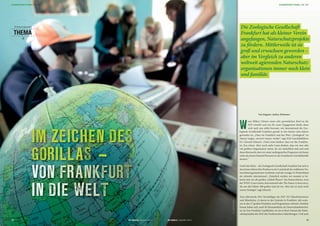 W
enn Hillary Clinton einen sehr persönlichen Brief an die
ZGF schreibt und uns für unser Engagement dankt, dann
wird auch uns selbst bewusst, wie international die Zoo-
logische Gesellschaft Frankfurt gerade in den letzten zehn Jahren
geworden ist. „Dass wir Frankfurt und das Wort „Zoologisch“ im
Namen tragen, verwirrt immer wieder“, sagt ZGF-Geschäftsführer
Dr. Christof Schenck. „Viele Leute denken, dass wir der Frankfur-
ter Zoo wären. Aber noch mehr Leute denken, dass wir eine sehr
viel größere Organisation wären, als wir tatsächlich sind und sind
dann überrascht, dass wir unser umfangreiches Programm mit kaum
mehr als einem Dutzend Personen in der Frankfurter Geschäftsstelle
steuern.“
Groß oder klein – die Zoologische Gesellschaft Frankfurt hat sich in
den letzten Jahren ihre Position in der Landschaft der etablierten Na-
turschutzorganisationen erarbeitet, und das weniger in Deutschland
als vielmehr international. „Natürlich werden wir niemals so be-
kannt sein wie die großen „Global Players“ des Naturschutzes, etwa
der WWF, Conservation International oder The Nature Conservancy,
die um den Faktor 200 größer sind als wir. Aber das ist auch nicht
unsere Strategie“, sagt Schenck.
Zum Jahresende 2013 beschäftigte die ZGF 322 Mitarbeiterinnen
und Mitarbeiter, 14 davon in der Zentrale in Frankfurt, alle weite-
ren in den 37 großen Projekten und Programmen weltweit. Darüber
hinaus haben sich rund 40 Ehrenamtliche als Naturschutzbotschaf-
ter im Zoo Frankfurt verpflichtet, wo sie in ihrer Freizeit die Natur-
schutzprojekte der ZGF den Zoobesuchern näherbringen. Und auch
Von Dagmar Andres-Brümmer
THEMA
S chwe r punkt
IM ZEICHEN DES
GORILLAS –
FotFotFototFoo:o:o:o:oNorNorNorNorroberberberrbebtGtGtGGuthuthuthierierie
Die Zoologische Gesellschaft
Frankfurt hat als kleiner Verein
angefangen, Naturschutzprojekte
zu fördern. Mittlerweile ist sie
groß und erwachsen geworden –
aber im Vergleich zu anderen
weltweit agierenden Naturschutz-
organisationen immer noch klein
und familiär.
13ZGF GORILLA | AUSGABE 2/201412
SCHWERPUNKTTHEMA | DIE ZGF SCHWERPUNKTTHEMA | DIE ZGF
ZGF GORILLA | AUSGABE 2/2014
 