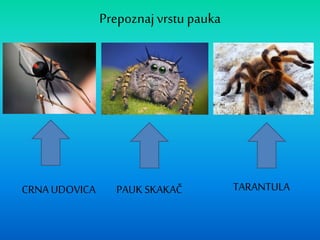 Prepoznajvrstu pauka
CRNA UDOVICA PAUK SKAKAČ TARANTULA
 