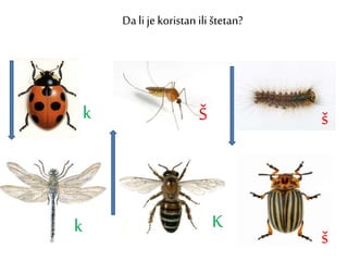 Da li jekoristan ili štetan?
k
k K
š
š
Š
 