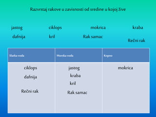 Razvrstaj rakove u zavisnosti od sredine u kojoj žive
Slatka voda Morska voda Kopno
jastog ciklops mokrica kraba
dafnija kril Raksamac
Rečni rak
jastog mokrica
Rečni rak
kraba
Raksamac
kril
dafnija
ciklops
 