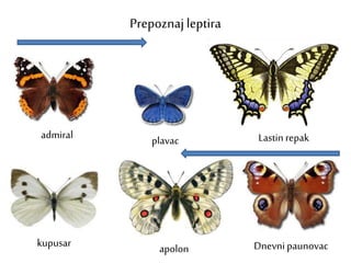 Prepoznaj leptira
admiral plavac Lastinrepak
kupusar apolon Dnevni paunovac
 