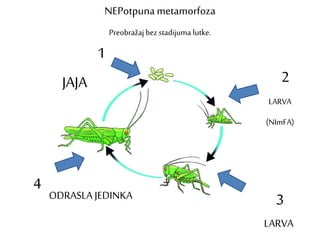 NEPotpunametamorfoza
2
3
4
LARVA
(NImFA)
LARVA
JAJA
1
ODRASLA JEDINKA
Preobražaj bezstadijuma lutke.
 