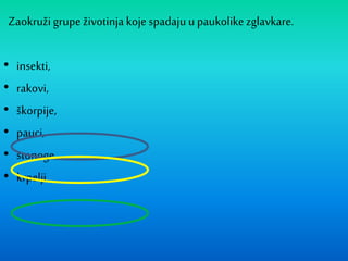 Zaokruži grupe životinja koje spadaju u paukolike zglavkare.
• insekti,
• rakovi,
• škorpije,
• pauci,
• stonoge,
• krpelji
 