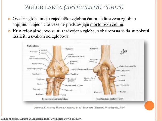 Zglob lakta art. cubiti elbow joint