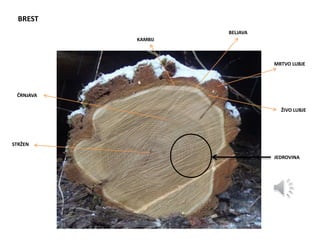 BREST
STRŽEN
ČRNJAVA
KAMBIJ
BELJAVA
MRTVO LUBJE
ŽIVO LUBJE
JEDROVINA
 
