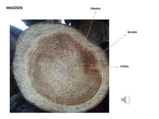 MACESEN ČRNJAVA
BELJAVA
STRŽEN
 