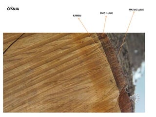 ČEŠNJA
KAMBIJ
MRTVO LUBJE
ŽIVO LUBJE
 