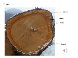 ČEŠNJA
STRŽEN
ČRNJAVA
BELJAVA
 