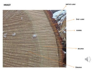 HRAST MRTVO LUBJE
ŽIVO LUBJE
KAMBIJ
BELJAVA
ČRNJAVA
 