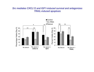 Src mediates CXCL12 and IGF1-induced survival and antagonizes
                  TRAIL-induced apoptosis


                                                                Control
                                                                Src RNAi
                                                                Rescue                                ns     **
                                                *          **
                                                                                                                  **
  Percentage Viable (Day 5)




                              60        **      **                                               60




                                                                        Percent Viable (Day 3)
                              50                                                                 50

                              40                                                                 40

                              30                                                                 30
                              20                                                                 20
                              10                                                                 10
                              0                                                                  0
                                   No serum   No serum +   No serum +                                 No Serum    No Serum +
                                               CXCL12         IGF1                                                  TRAIL
 