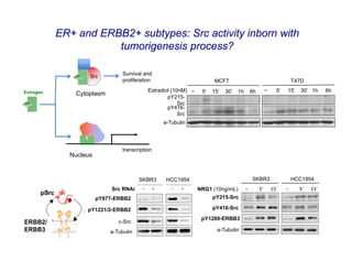 ER+ and ERBB2+ subtypes: Src activity inborn with
                      tumorigenesis process?

                                Survival and
                   Src
                                proliferation                              MCF7                                         T47D
                                            Estradiol (10nM) −        5’   15’   30’   1h     6h        −       5’    15’     30’ 1h         6h
Estrogen       Cytoplasm
                                                    pY215-
                                                         Src
                                                    pY416-
                                                         Src
                                                     a-Tubulin




                                transcription
             Nucleus


                                       SKBR3          HCC1954                                   SKBR3                   HCC1954
                            Src RNAi    −        +      −        +   NRG1 (10ng/mL)         −         5’      15’    −         5’      15’
                       pY877-ERBB2                                         pY215-Src

                  pY1221/2-ERBB2                                           pY416-Src
                                                                      pY1289-ERBB3
ERBB2/                        c-Src
ERBB3                      a-Tubulin                                         a-Tubulin
 