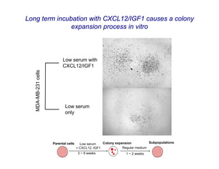Long term incubation with CXCL12/IGF1 causes a colony
               expansion process in vitro



                            Low serum with
                            CXCL12/IGF1
   MDA-MB-231 cells




                              Low serum
                              only




                      Parental cells     Low serum    Colony expansion          Subpopulations
                                       + CXCL12, IGF1            Regular medium
                                        3 ~ 9 weeks                1 ~ 2 weeks
 