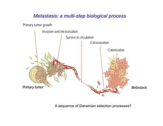 Metastasis: a multi-step biological process
Primary tumor growth
             Invasion and intravasation
                              Survive in circulation
                                                  Extravasation

                                                              Colonization




Primary tumor                                                                Metastasis



                       A sequence of Darwinian selection processes?
 
