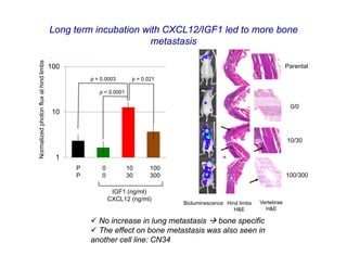 Long term incubation with CXCL12/IGF1 led to more bone
Normalized photon flux at hind limbs                          metastasis

                                       100                                                                              Parental

                                                 p = 0.0003       p = 0.021

                                                    p < 0.0001

                                                                                                                         0/0
                                        10



                                                                                                                        10/30

                                         1
                                             P       0           10      100
                                             P       0           30      300                                            100/300

                                                          IGF1 (ng/ml)
                                                         CXCL12 (ng/ml)
                                                                               Bioluminescence Hind limbs   Vertebrae
                                                                                                  H&E         H&E

                                                  No increase in lung metastasis  bone specific
                                                  The effect on bone metastasis was also seen in
                                                 another cell line: CN34
 