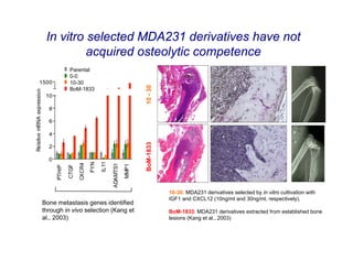 In vitro selected MDA231 derivatives have not
          acquired osteolytic competence
          Parental
          0-0
          10-30




                                     10 - 30
          BoM-1833




                                     BoM-1833




                                                10-30: MDA231 derivatives selected by in vitro cultivation with
                                                IGF1 and CXCL12 (10ng/ml and 30ng/ml, respectively).
Bone metastasis genes identified
through in vivo selection (Kang et              BoM-1833: MDA231 derivatives extracted from established bone
al., 2003)                                      lesions (Kang et al., 2003)
 