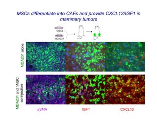 MSCs differentiate into CAFs and provide CXCL12/IGF1 in
                       mammary tumors

                                MSCs


                               MDA231
         MDA231 alone
MDA231 and hMSC
   co-injection




                        aSMA            IGF1    CXCL12
 