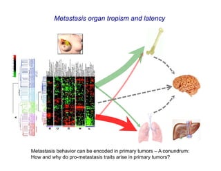 Metastasis organ tropism and latency




Metastasis behavior can be encoded in primary tumors – A conundrum:
How and why do pro-metastasis traits arise in primary tumors?
 