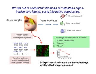 We set out to understand the basis of metastasis organ-
       tropism and latency using integrative approaches.
                                                             Bone metastasis

Clinical samples                Years to decades
                                                          Lung metastasis


                                                           Brain metastasis

          Primary tumor
      transcriptional profile                 Pathways linked to clinical outcome:
                                            1. Is there metastasis?
       KRAS SRC     TGFß                    2. To where?
                                            3. When?
       WNT   MYC    E2F

       STAT3 NFkB
                     …

       Signaling pathway
      signatures obtained
     from cell line models       Experimental validation: are these pathways
                                functionally driving metastasis?
 