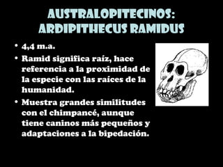 Australopitecinos:
Ardipithecus ramidus
• 4,4 m.a.
• Ramid significa raíz, hace
referencia a la proximidad de
la especie con las raíces de la
humanidad.
• Muestra grandes similitudes
con el chimpancé, aunque
tiene caninos más pequeños y
adaptaciones a la bipedación.
 