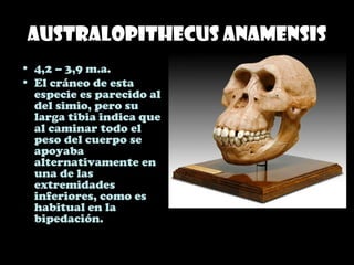 Australopithecus anamensis
• 4,2 – 3,9 m.a.
• El cráneo de esta
especie es parecido al
del simio, pero su
larga tibia indica que
al caminar todo el
peso del cuerpo se
apoyaba
alternativamente en
una de las
extremidades
inferiores, como es
habitual en la
bipedación.
 