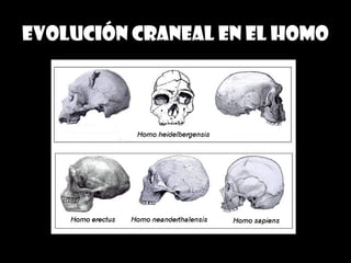 Evolución craneal en el homo
 