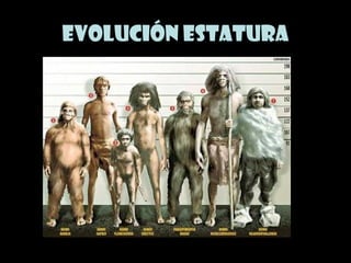 Evolución estatura
 