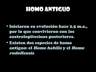 Homo Antiguo
• Iniciaron su evolución hace 2.5 m.a.,
por lo que convivieron con los
austrolopitecinos posteriores.
• Existen dos especies de homo
antiguo: el Homo habilis y el Homo
rudolfensis.
 