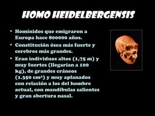 Homo heidelbergensis
• Homínidos que emigraron a
Europa hace 800000 años.
• Constitución ósea más fuerte y
cerebros más grandes.
• Eran individuos altos (1,75 m) y
muy fuertes (llegarían a 100
kg), de grandes cráneos
(1.350 cm³) y muy aplanados
con relación a los del hombre
actual, con mandíbulas salientes
y gran abertura nasal.
 