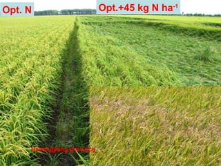 Pursuing Sustainable Productivity with Millions of Smallholder Farmers