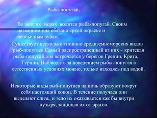 Рыба-попугай.

  Во многих морях водится рыба-попугай. Своим
  названием она обязана яркой окраске и
  необычным зубам.
Существует несколько типично средиземноморских видов
рыб-попугаев.Самый распространенный из них – критская
рыба-попугай,она встречается у берегов Греции, Крита,
    Турции. Наблюдать за поведением рыбы-попугая в
естественных условиях можно, только находясь под водой.


Некоторые виды рыб-попугаев на ночь образуют вокруг
    себя настоящий кокон. В течение получаса они
 выделяют слизь, и тело их оказывается как бы внутри
            пузыря, защищая их от врагов.
 