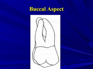 Maxillary second and third molars | PPT