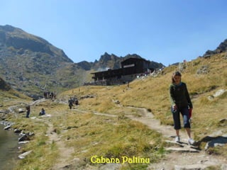 Cabana Paltinu
 