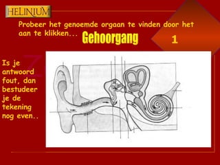 Probeer het genoemde orgaan te vinden door het aan te klikken... Is je antwoord fout, dan bestudeer je de tekening nog even.. Gehoorgang 1 