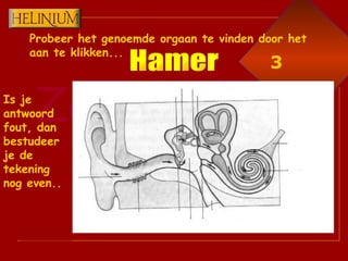 Probeer het genoemde orgaan te vinden door het aan te klikken... Is je antwoord fout, dan bestudeer je de tekening nog even.. Hamer 3 