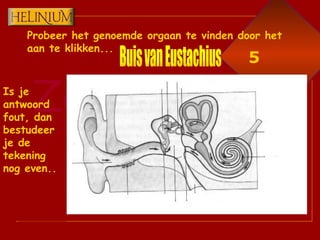 Probeer het genoemde orgaan te vinden door het aan te klikken... Is je antwoord fout, dan bestudeer je de tekening nog even.. Buis van Eustachius 5 