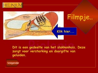 Dit is een gedeelte van het slakkenhuis. Deze zorgt voor versterking en doorgifte van geluiden. Filmpje.. Klik hier... 