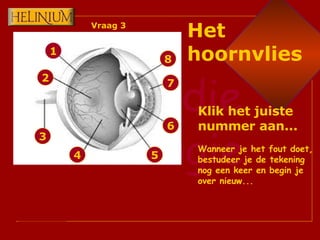 1 2 3 4 6 7 8 5 Klik het juiste nummer aan... Wanneer je het fout doet, bestudeer je de tekening nog een keer en begin je over nieuw... Het hoornvlies Vraag 3 